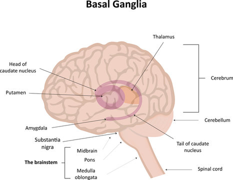 The Basal Ganglia Illustration