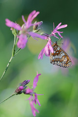 Lychnis flos-cuculi, commonly called Ragged Robin with butterfly 