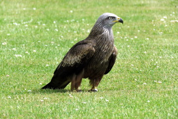 Red Tailed Buzzard