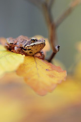 Wood frog (Rana sylvatica) in beech forest