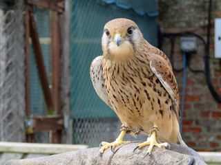 Kestrel
