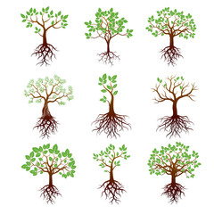 Set of Trees, Green Leafs and Roots