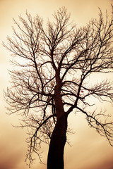 Creepy Barren Tree