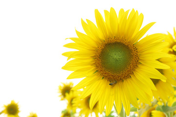 Sunflower Frame . On white background
