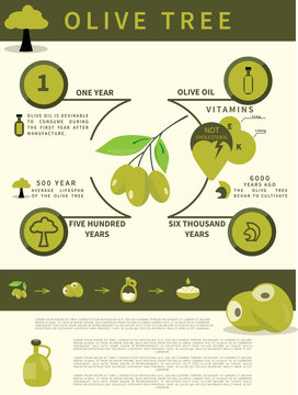 infographics olive tree