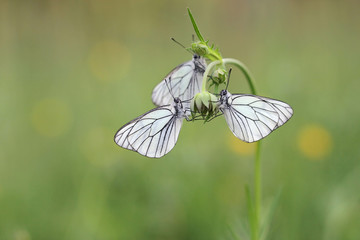 white butterfly Aporia crataegi on the pink flower 