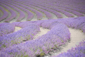 Naklejka na ściany i meble Purple lavender field on Tasmania Australia