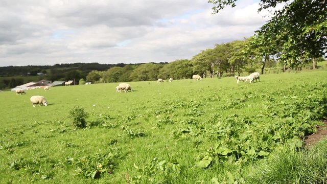 Sheep grazing in the fields, Scotland, HD footage