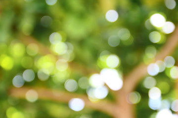 green bokeh from tree