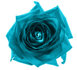 Blue rose flower macro isolated on white