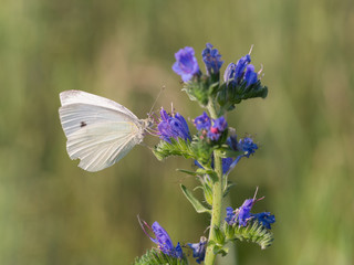 Large white - Pieris brassicae