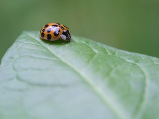 Naklejka premium Ten-spotted ladybird - Adalia decempunctata