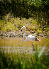 Rosa Flamingo spaziert im Sumpf in der Camargue