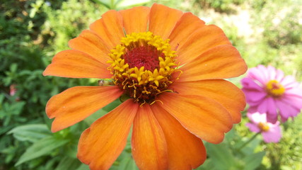 Zinnia Flower