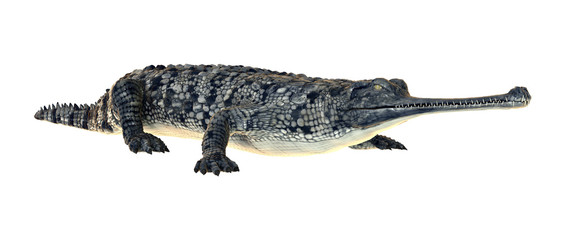 Gharial