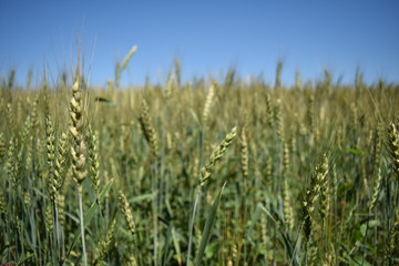 Русское поле