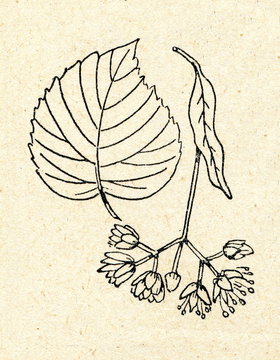 Small-leaved Lime (Tilia cordata)