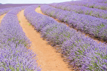 Fototapeta na wymiar Purple lavender field on Tasmania Australia