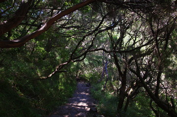 Mystischer Levada auf Madeira