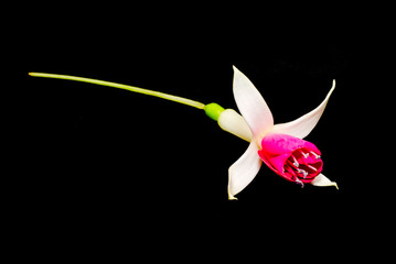Fuchsia flower, isolated, close up