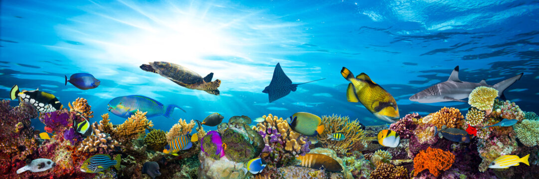 Fototapeta podwodne życie rafa koralowa panorama z wieloma rybami i zwierzętami morskimi