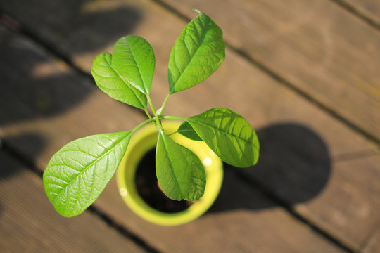 Avocadopflanze im Topf