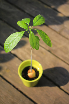 Avocadopflanze im Topf