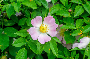 Pink wild roses bush flowers, close  up