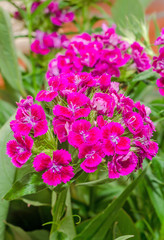 Pink, purple Dianthus flowers, close up