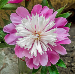 Pink Paeonia peregrina, close up