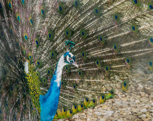 Fototapeta premium Peacock with colored feathers, close up
