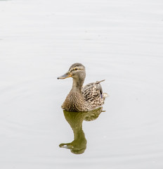 Colored wild duck on the lake water