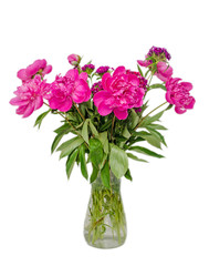 Pink, purple Paeonia Peregrina Mill flowers in a transparent vase