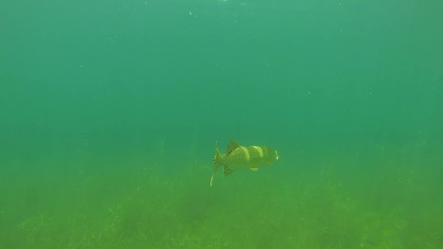 kleiner hecht schwimmt zwischen seegras im see
