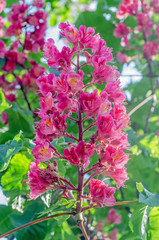 Pink flower of chestnut tree, close uo, isolated