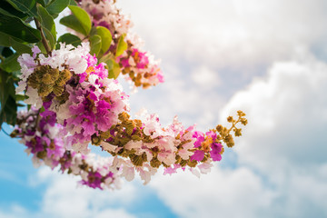 Lagerstroemia floribunda flower