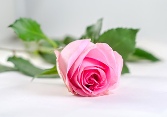Pink roses flower, close up, isolated