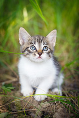 Obraz premium kitten in nature