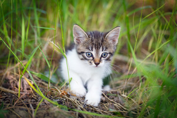 kitten in nature