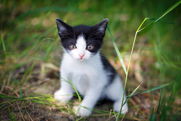 Fototapeta premium kitten in nature