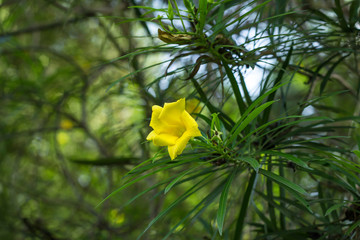 Yellow flower