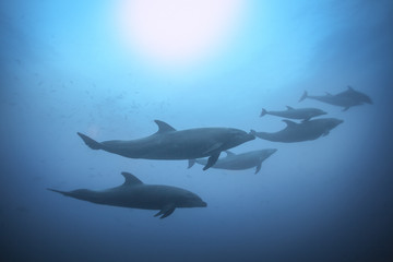 Reihe von Delfinen, die unter Wasser schwimmen