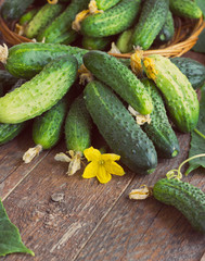Harvest cucumbers in a basket on the wooden background