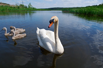 Fototapeta premium Swan Family