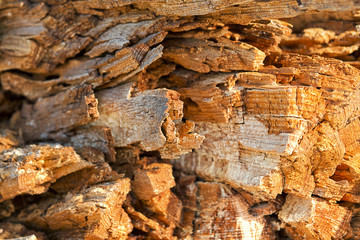 Detailaufnahme eines Holzquerschnittes.