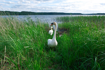 dissatisfied swan