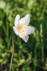 Obraz premium Anemone forest (lat. Anemone sylvestris)
