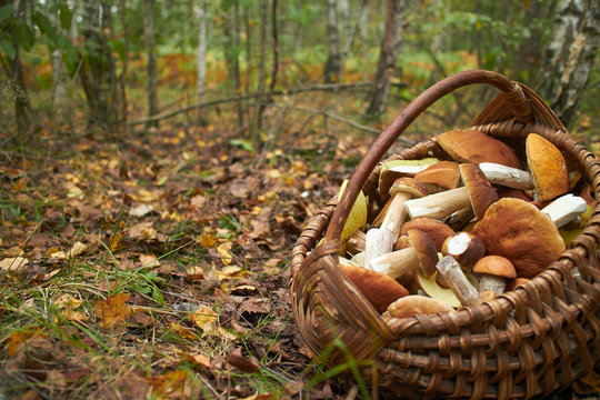 mushrooms in the basket