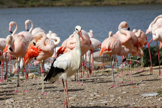 Stork and Flamingos