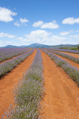 Purple lavender field on Tasmania Australia
